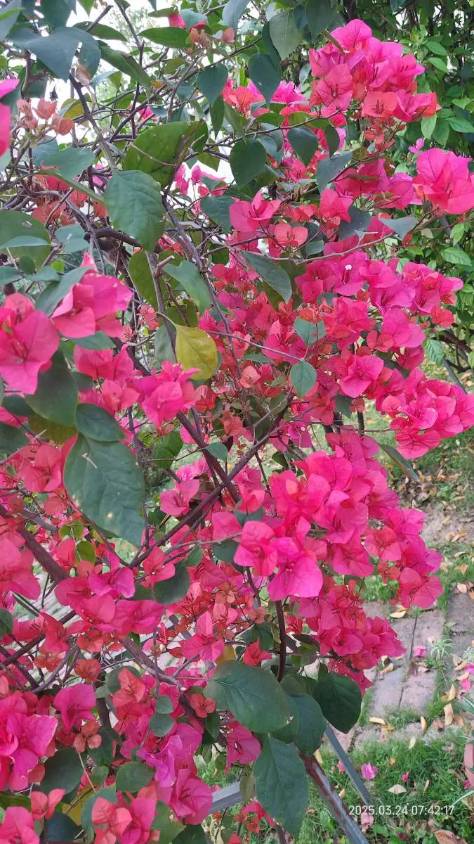 花开时候，你在哪里-神人佛-善无痕蛇无泪