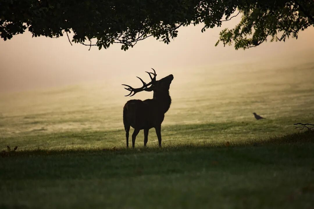 Free Mist Stag photo and picture